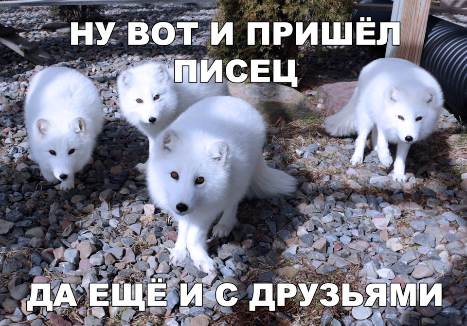 Прошло 8 лет эксплуатации Субару Аутбек 3.6. — Subaru Outback (BR), 3,6 ...