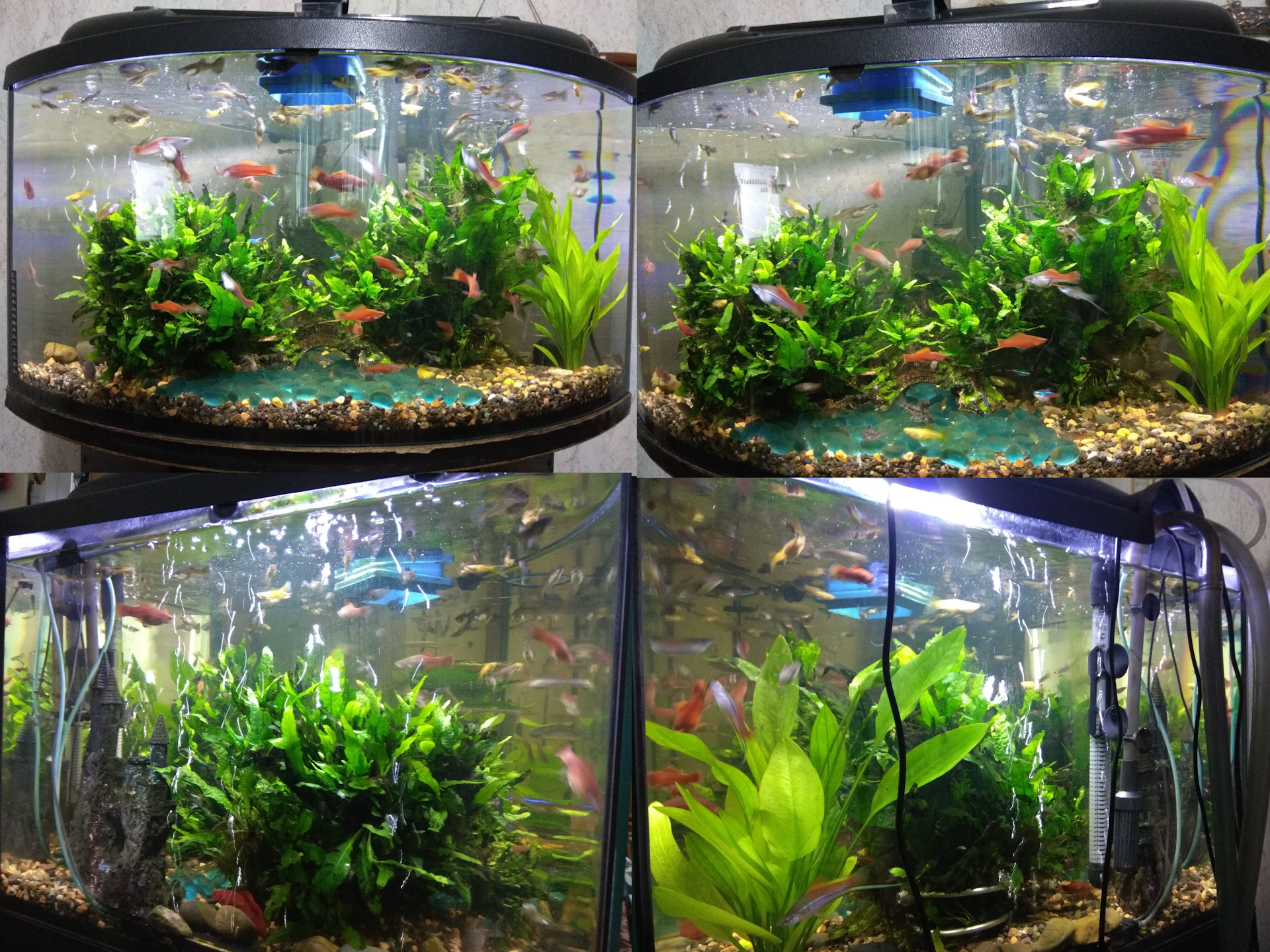 Зоомагазин аквариум. В конце рабочего дня в магазинном аквариуме. Акваинтерио. Автоматизация аквариума. Акваскейп ada.