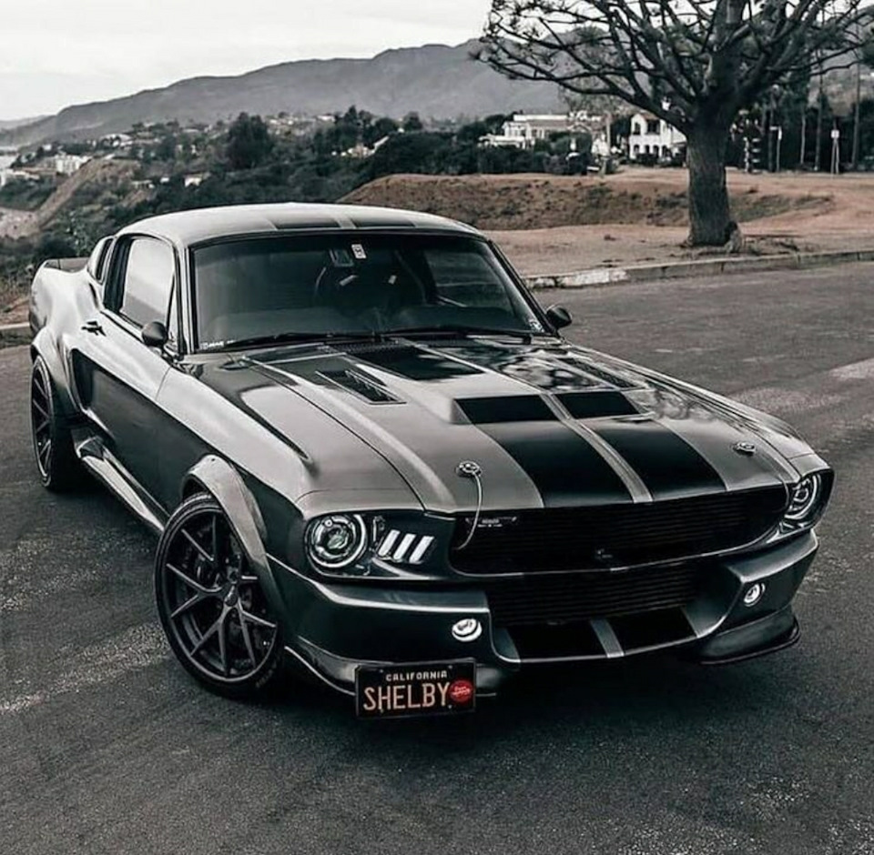 SHELBY. 