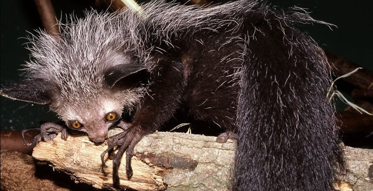 Фото чучундры животное