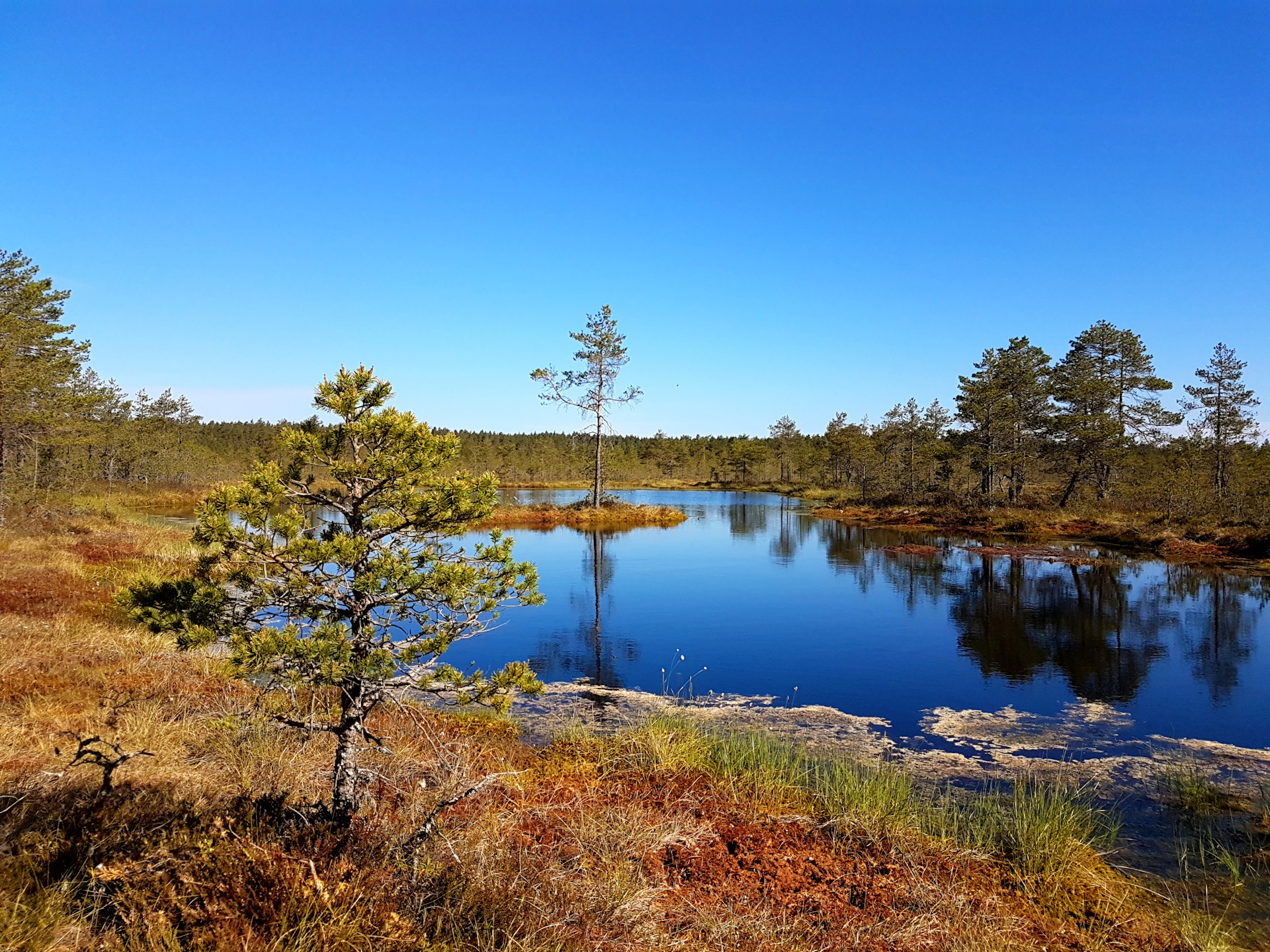 болото сим. болото сим. болото сим. звенигородская биостанция болото. болото сим.