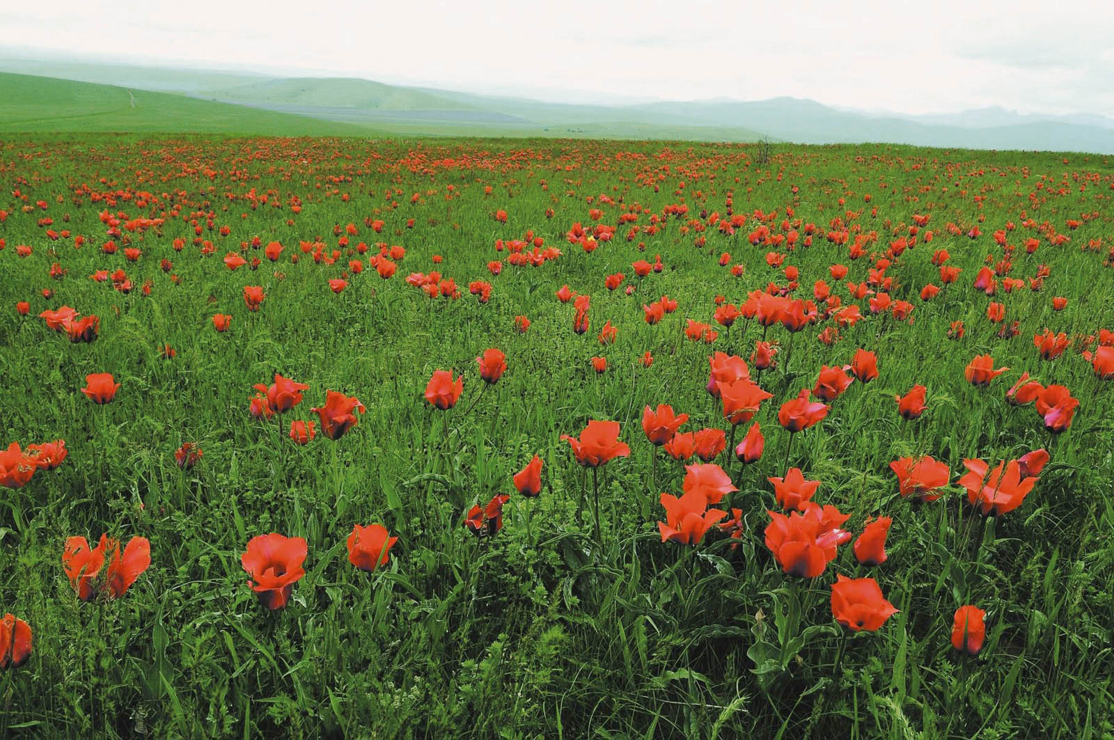 Тюльпановые поля в Киргизии