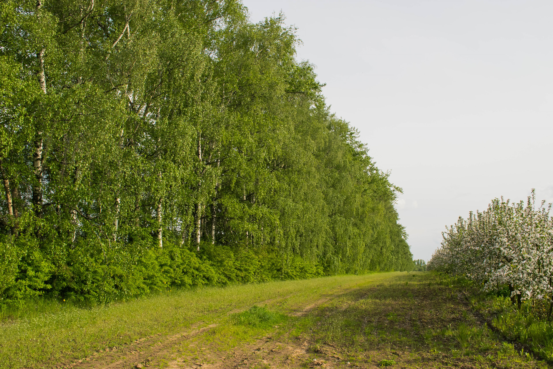 Растения лесополос