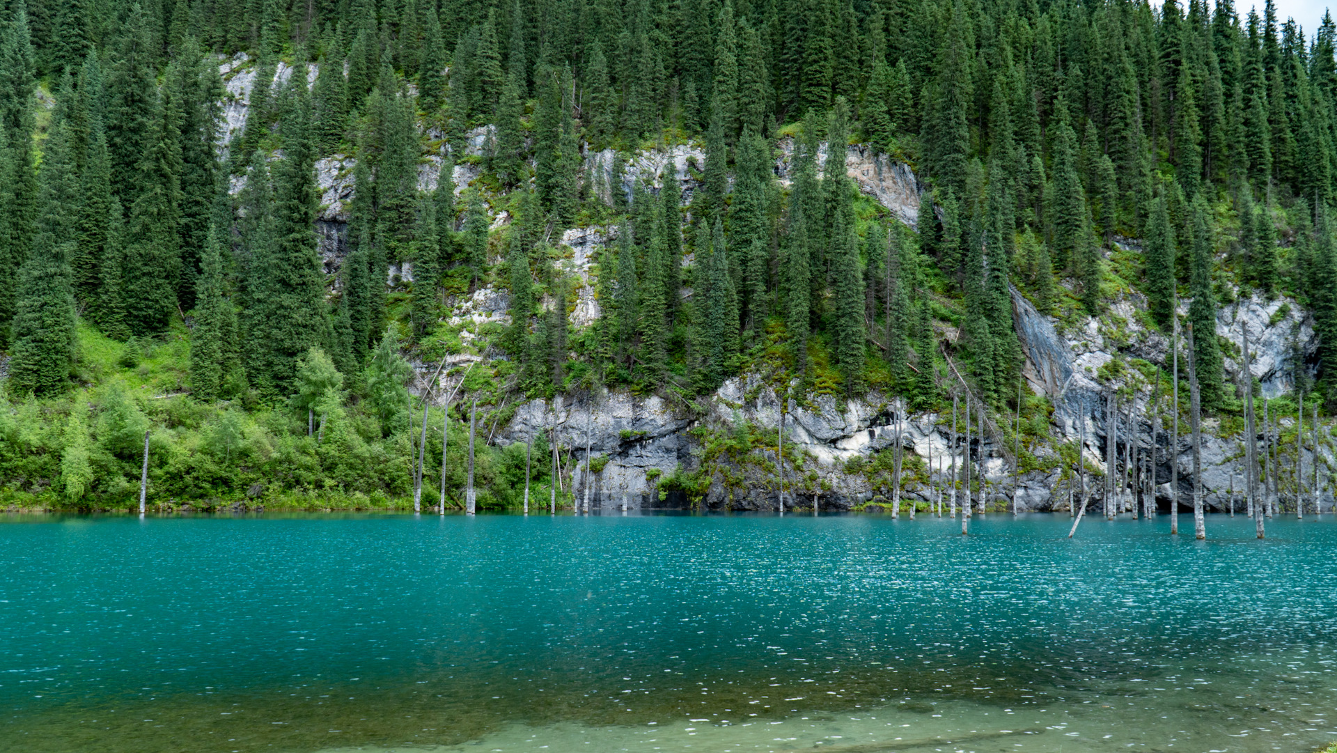 Й лес озера Каинды в Алматинской области.
