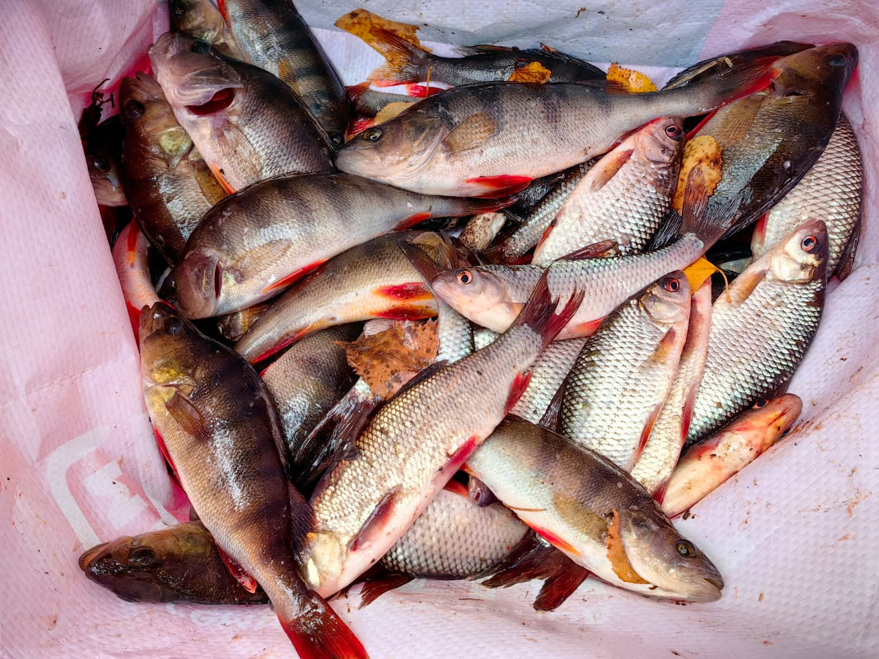 Осенняя рыбалка в Когалыме — DRIVE2