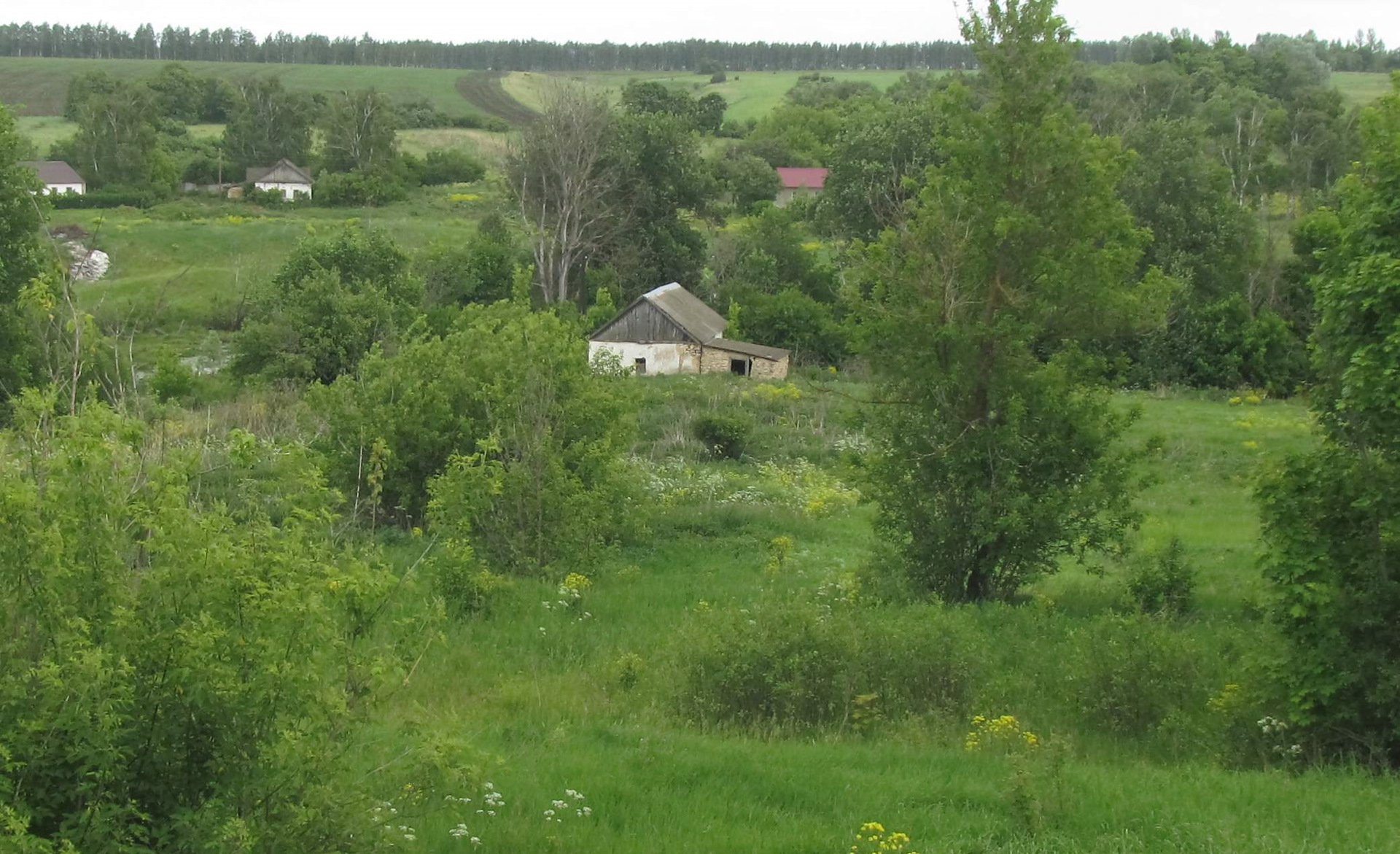 Деревня подосинки. Липецкая область Данковский район деревня Подосинки.