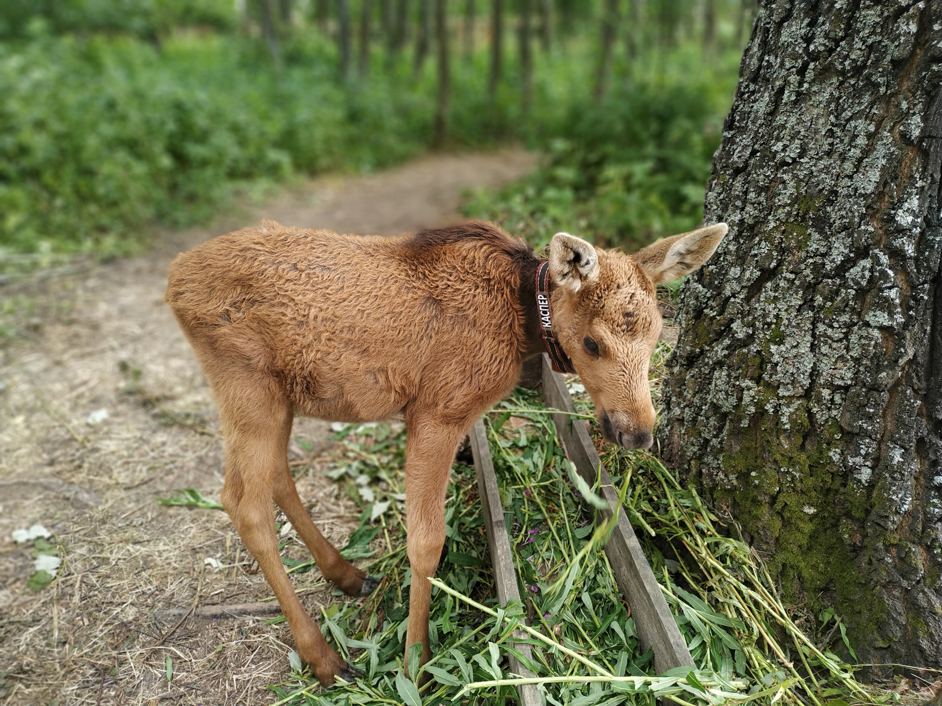 Фото маленьких лосят