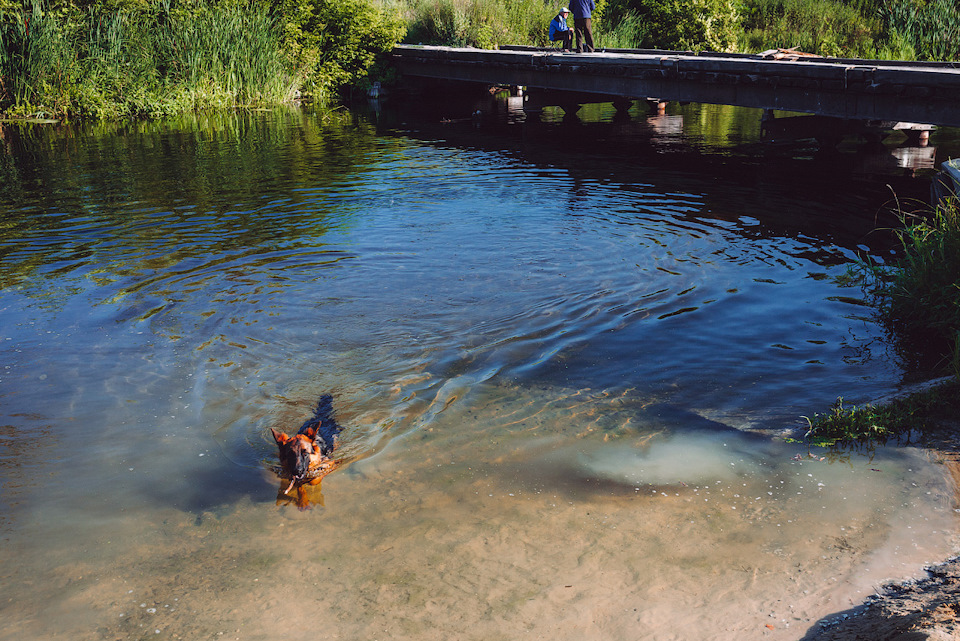 какая рыба водится в тихой сосне. Смотреть фото какая рыба водится в тихой сосне. Смотреть картинку какая рыба водится в тихой сосне. Картинка про какая рыба водится в тихой сосне. Фото какая рыба водится в тихой сосне