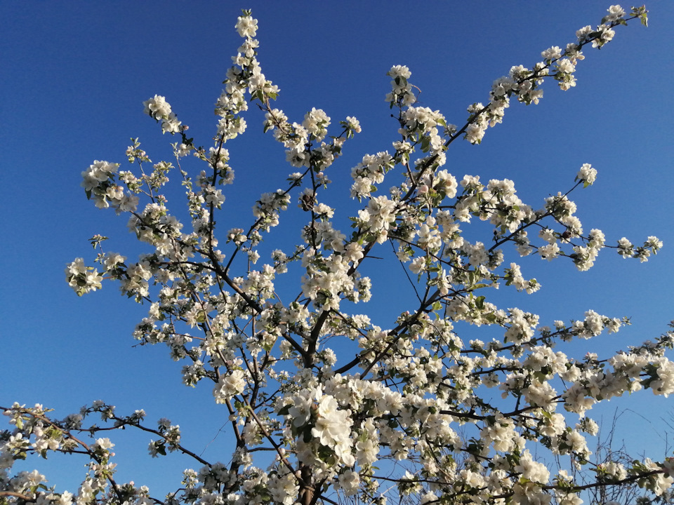 Рыбалка, шашлычек и тт. дд. . — УАЗ 452, 2,9 л, 2005 года | фотография ...