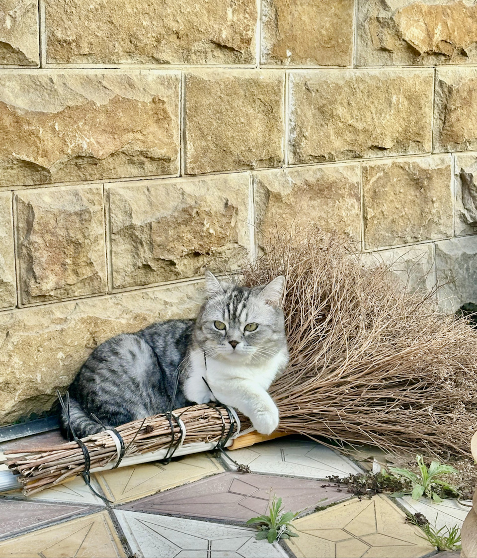 Чем лобовое чистить будем? — Volkswagen Tiguan (2G), 2 л, 2019 года ...