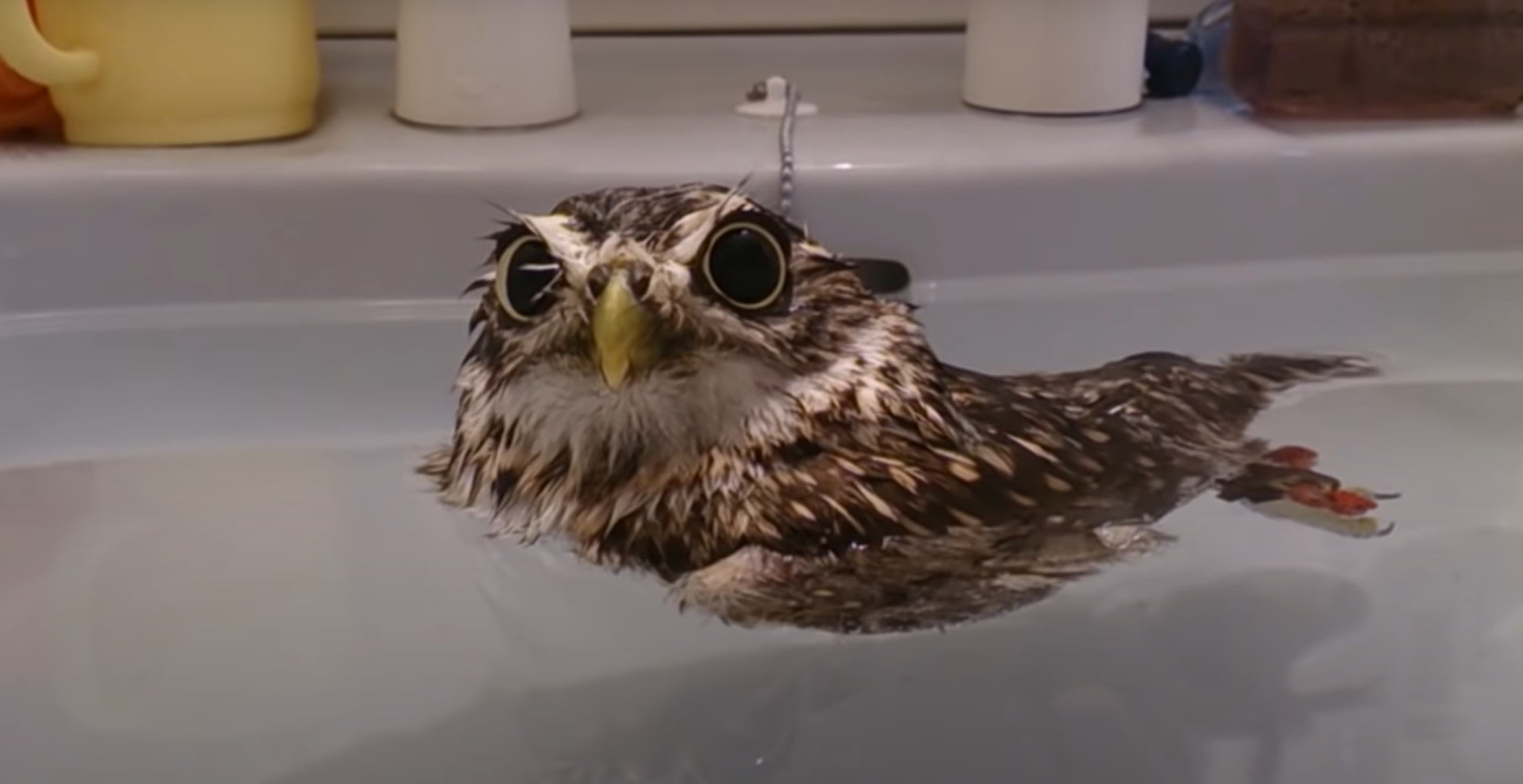 Сава бьен. Сова бьен новосибирск. Сава окраска. Сава на французском. Сава бьен.