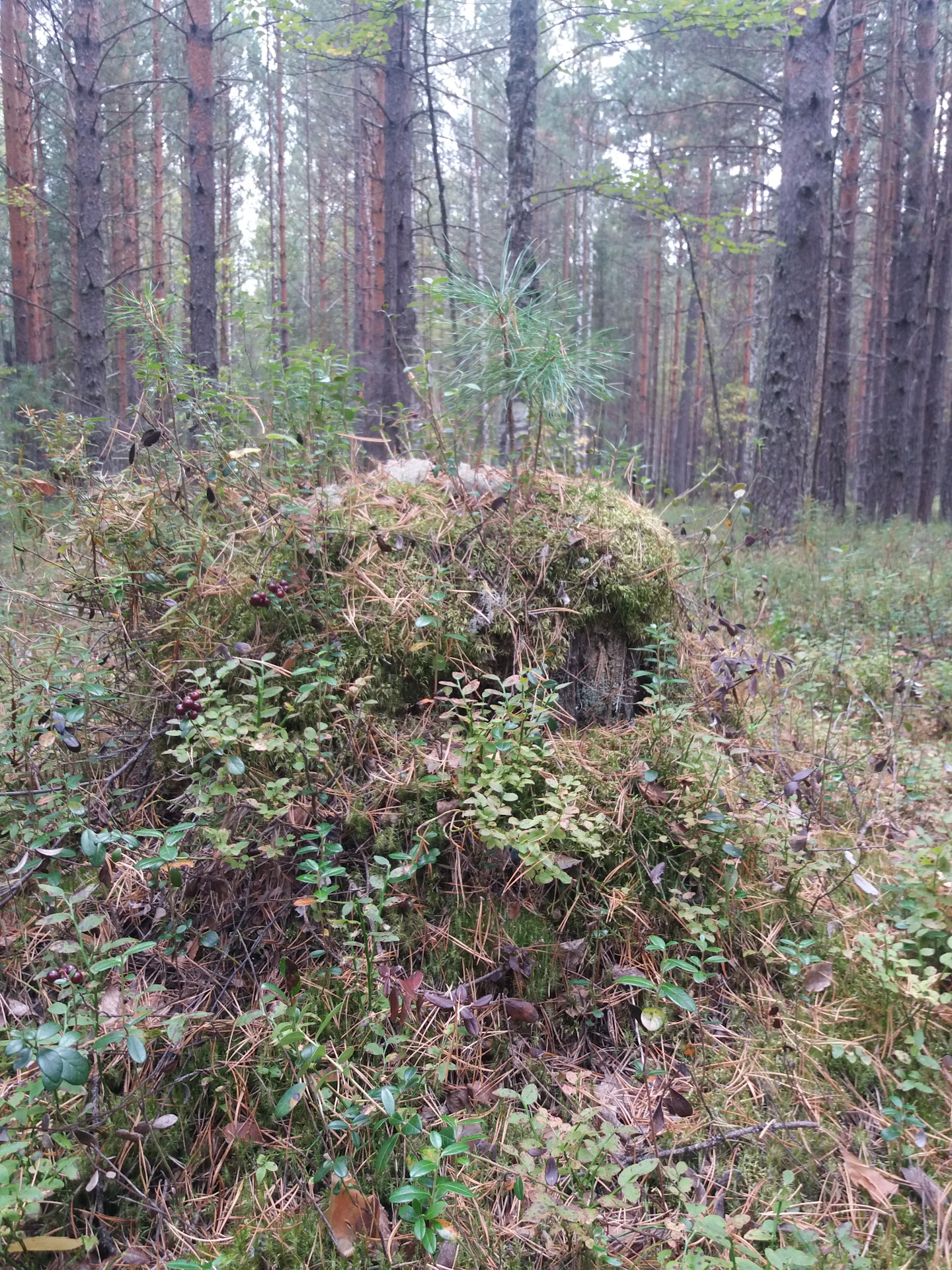 Как выглядит сереноголововый фото