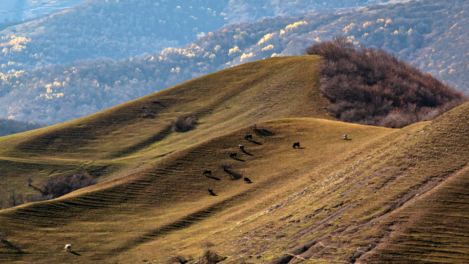 Далеко, далеко на лугу пасутся ко… — Сообщество «Фотоальбом Драйва» на ...