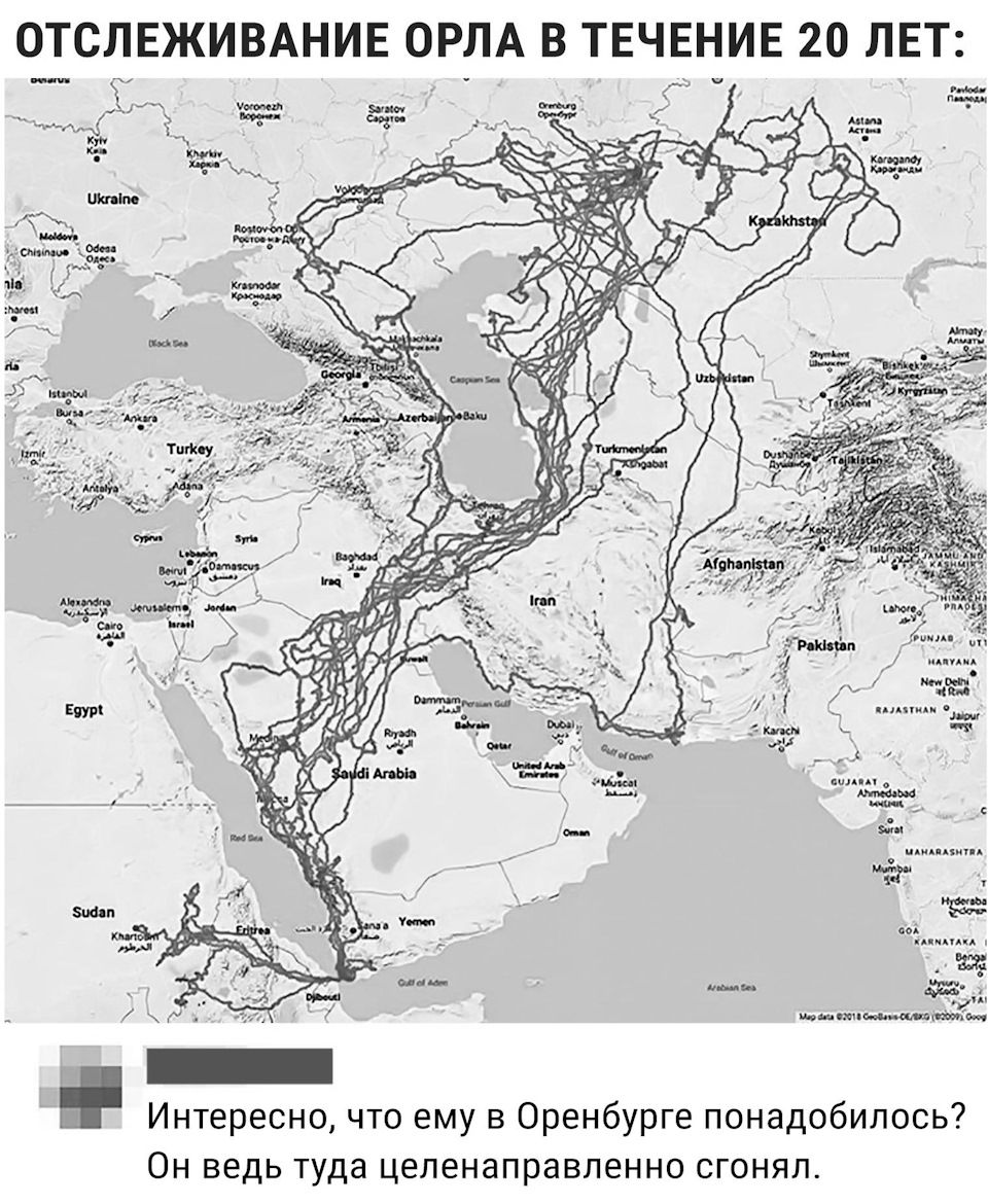 В течение 20 лет. Путь орла за 20 лет. Маршрут полета орла за 20 лет. Трекинг орла. Отслеживание орла.