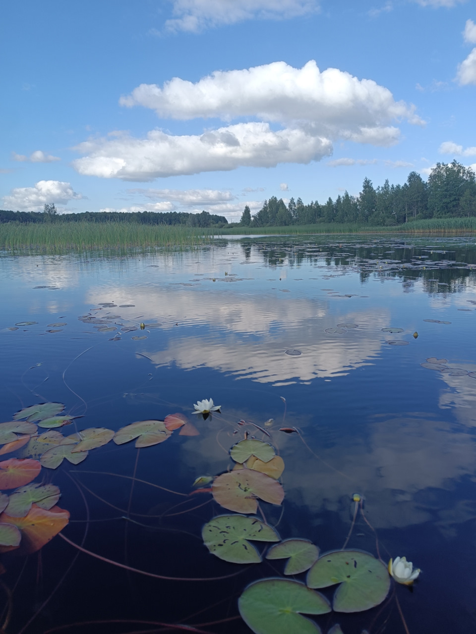 Фото в бортжурнале Honda Prelude (BB5/BB6/BB7/BB8/BB9)