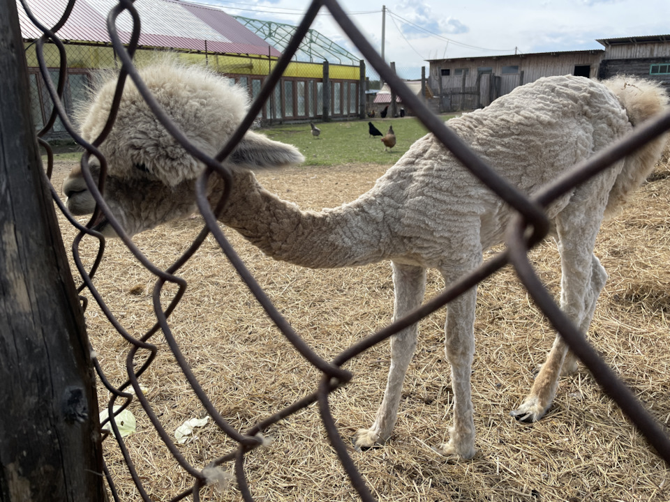 Фото в бортжурнале Toyota Land Cruiser 100