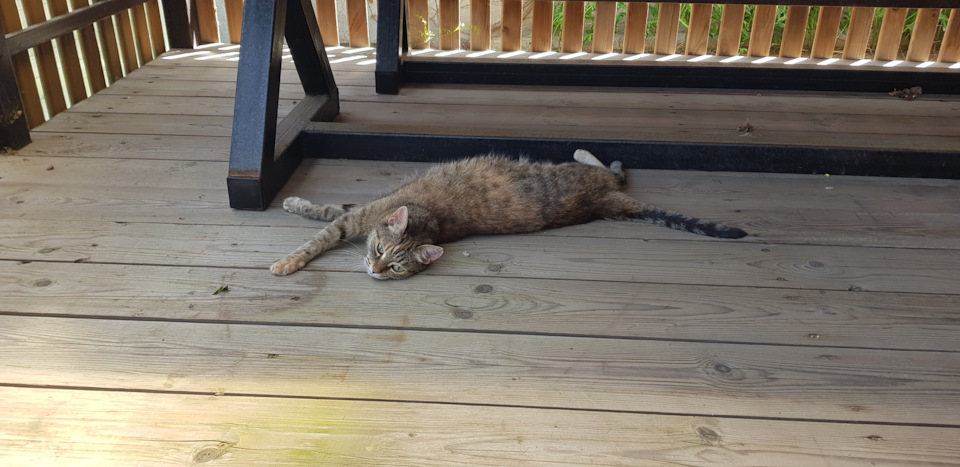 Фото в бортжурнале Honda Freed (2G)