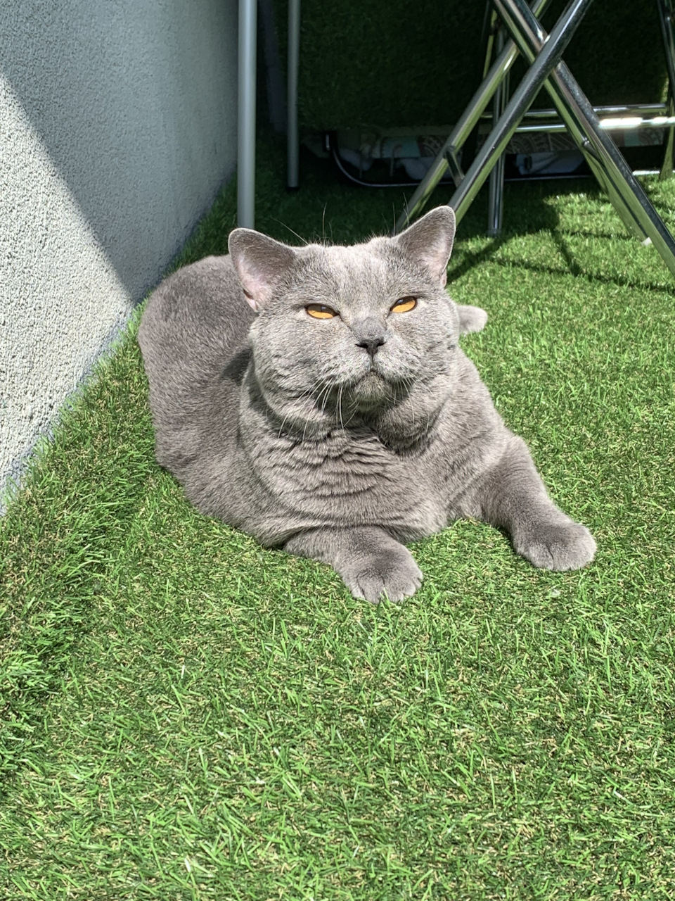 Епифан освоил траву — Сообщество «Зверьё Моё» на DRIVE2