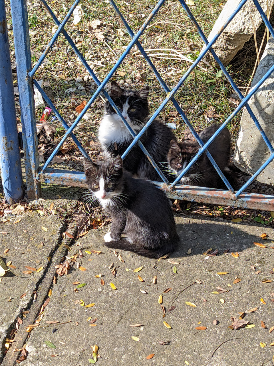 Фото в бортжурнале Nissan Qashqai (2G)