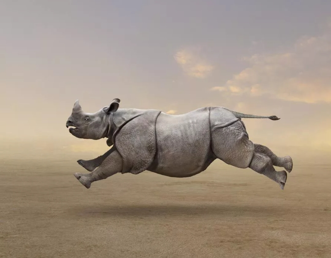 Носорог все выступления. Носорог. Носорог бежит. Прикольный носорог. Мощный носорог.