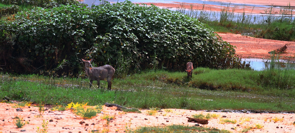 Болотный козел. Болотные козлы Африка. Болотный козел из Африки.