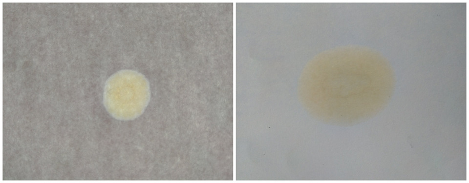 Через 1000 км даже не стал делать капельную пробу, ввиду слишком незначительного пробега… — Ford Edge (1G)