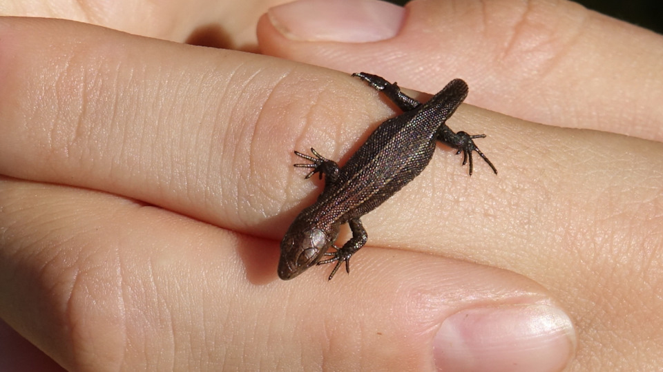 NQmqe3DwgOIIq9soOQk7N dOBJ4 960 Луна на алтае как добраться