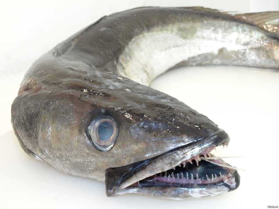 Как выглядит рыба пангасиус - информация и фото