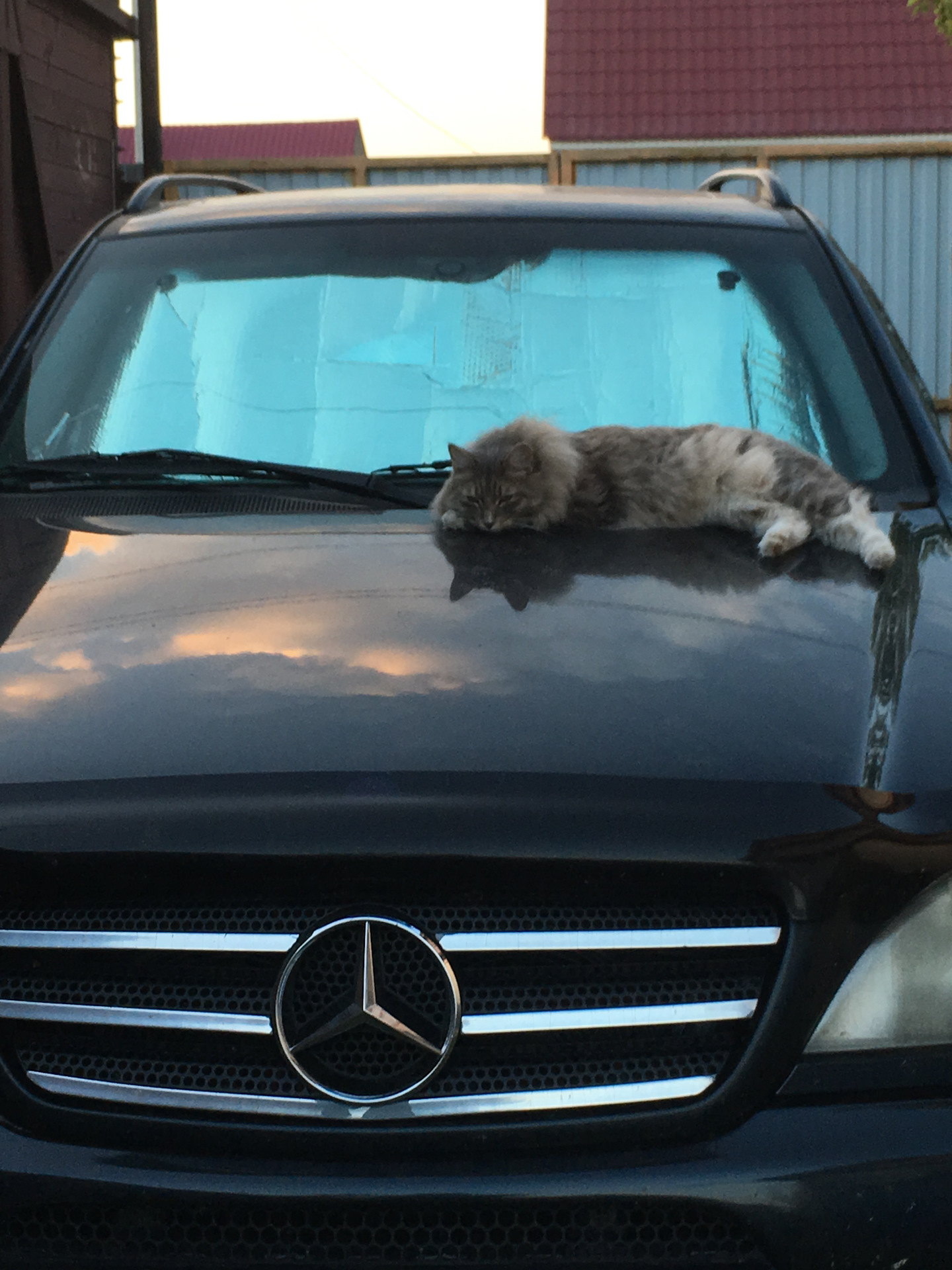 Кот на фоне бмв