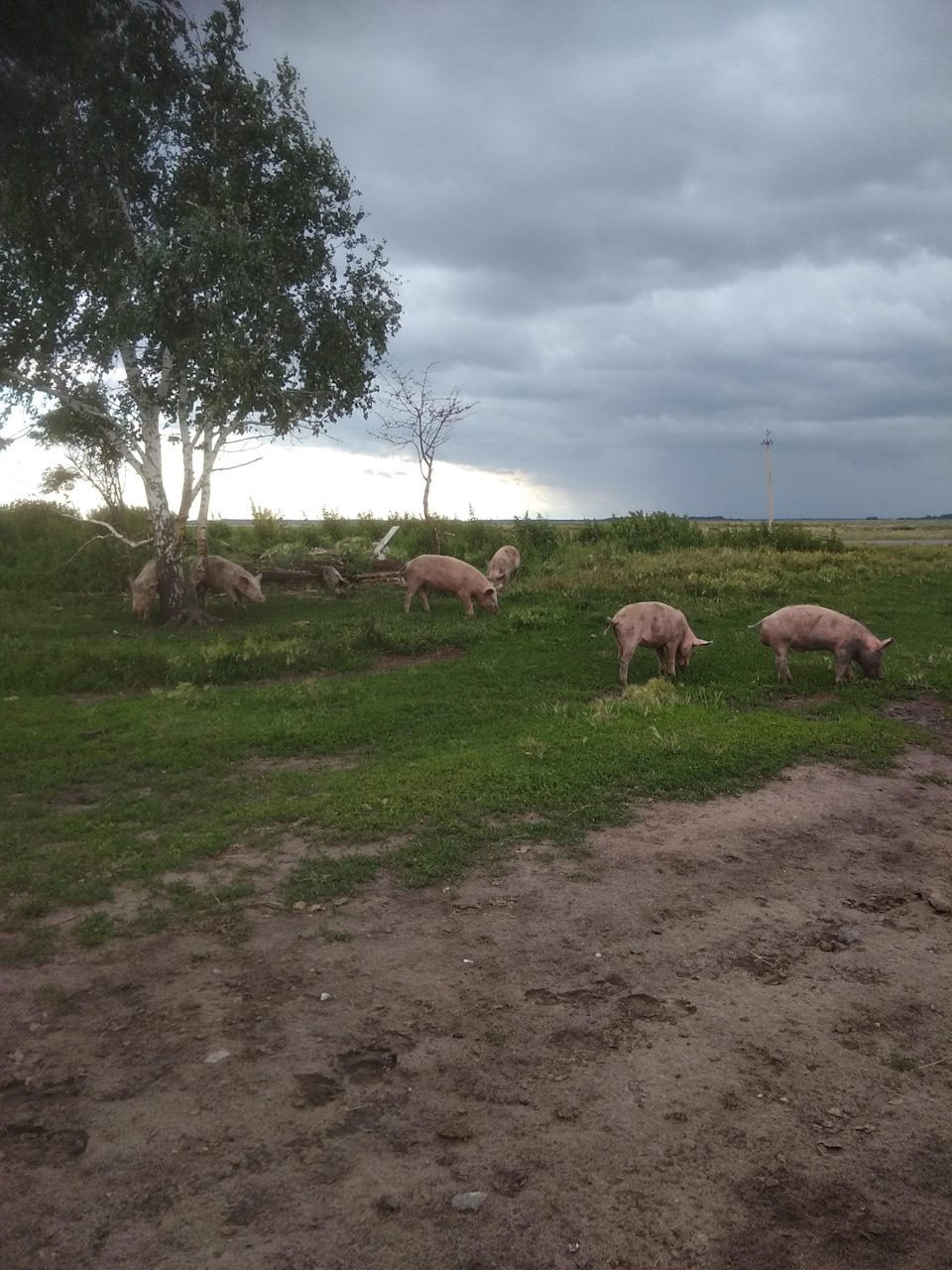 Звук скрип тормозов уаз - 83 фото