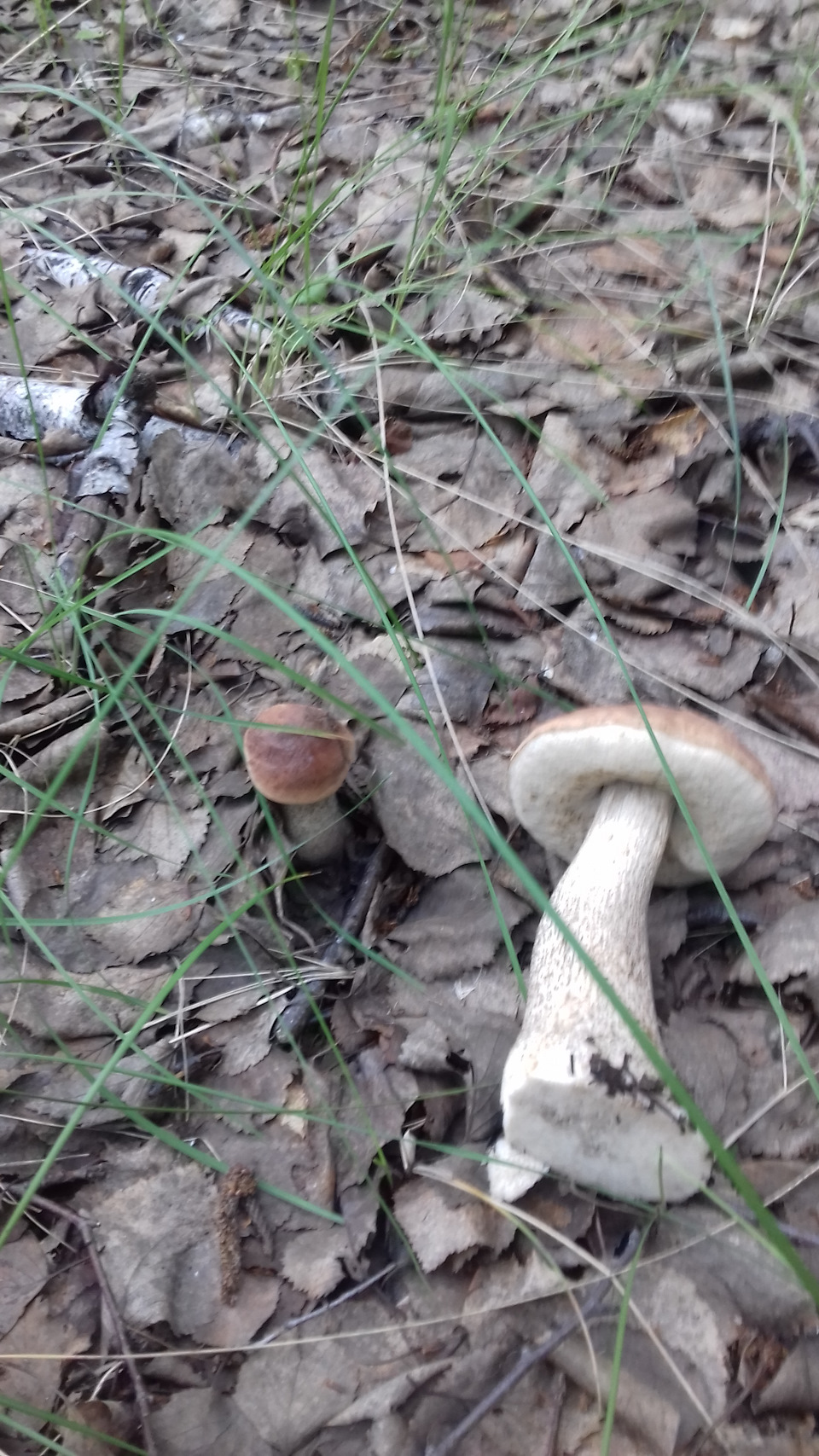 Покраска поводков дворников — Skoda Fabia Mk2, 1,2 л, 2012 года ...