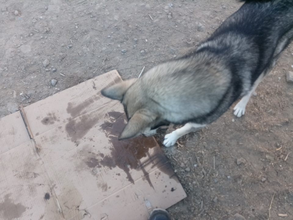 Шэф, да тут воды больше, чем тормозухи! Ну ты даёшь! — ГАЗ 31029