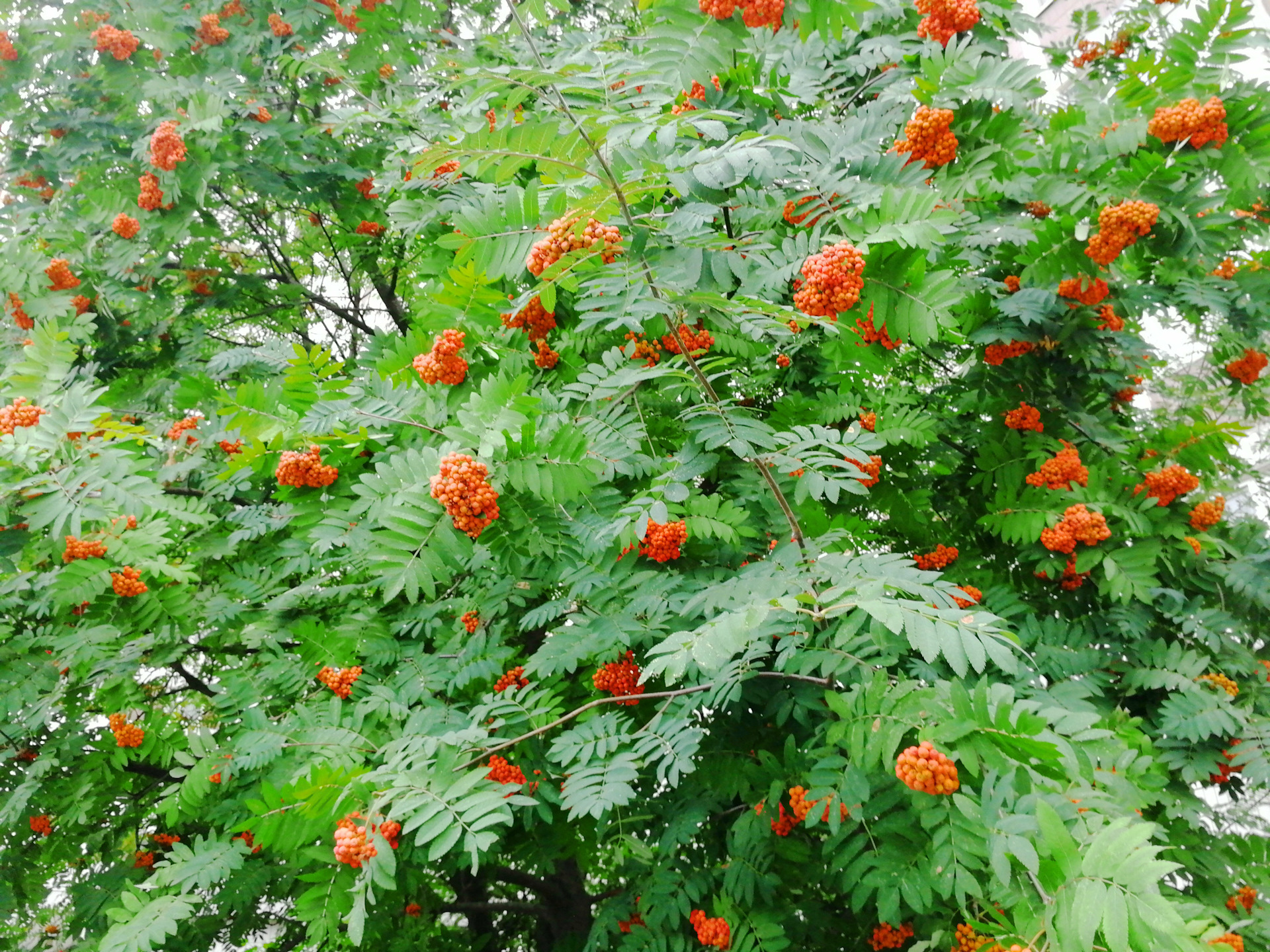 Расцвела рябина. Рябина Sorbus aucuparia Цветущая. Карика дуболистная. Рябина дуболистная. Рябина дуболистная дерево.