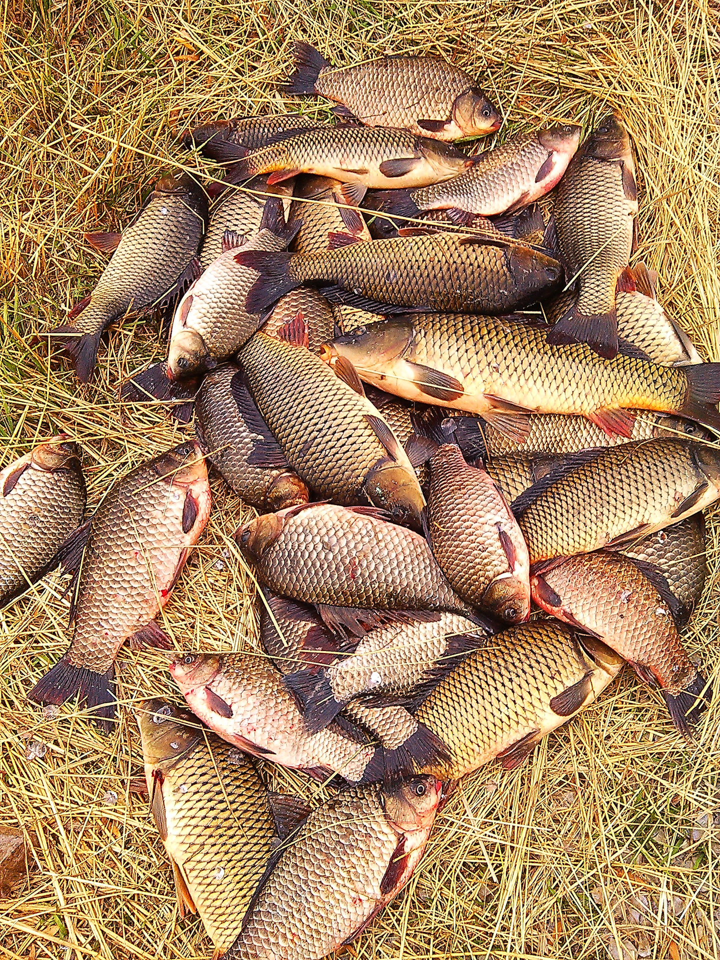 Река карп. Сазан (Cyprinus Carpio). Амурский сазан. Карп (Cyprinus Carpio). Рыба Амур сазан карась.