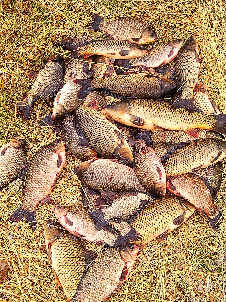 Замена втулок стабилизатора заднего — Nissan Qashqai+2, 2 л, 2010 года ...