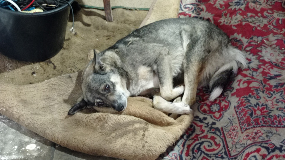 Замена реле поворотов — Москвич 412, 1,5 л, 1975 года | просто так | DRIVE2