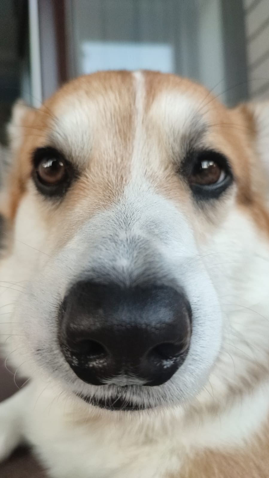 Лампочка стопа — Subaru Impreza WRX (GD, GG), 2 л, 2005 года | запчасти ...