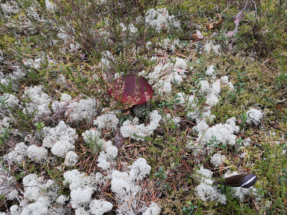 Датчик удара в штатную сигналку Калины 1 — Lada Калина хэтчбек, 1,6 л ...