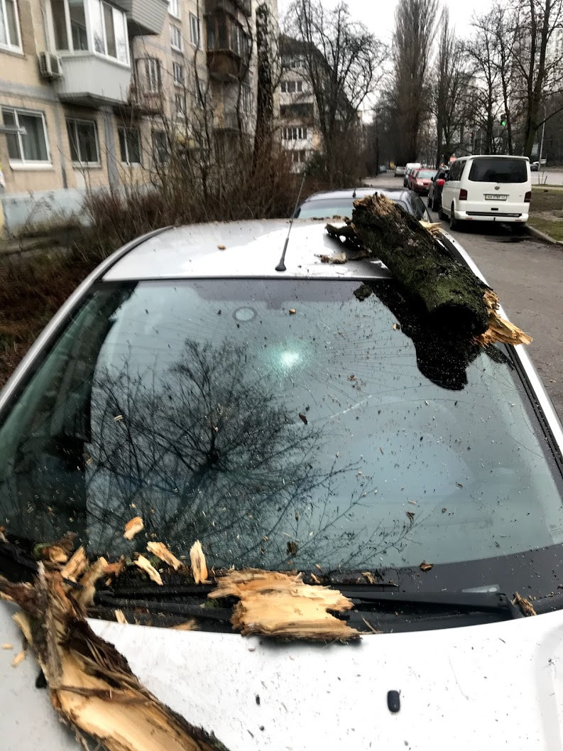 упала ветка на машину что делать (100) фото