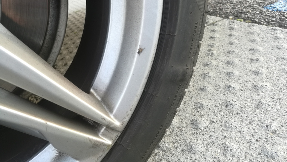 Речь, разумеется, не про муху, а про небольшое вздутие сбоку. — Audi A4 (B9)