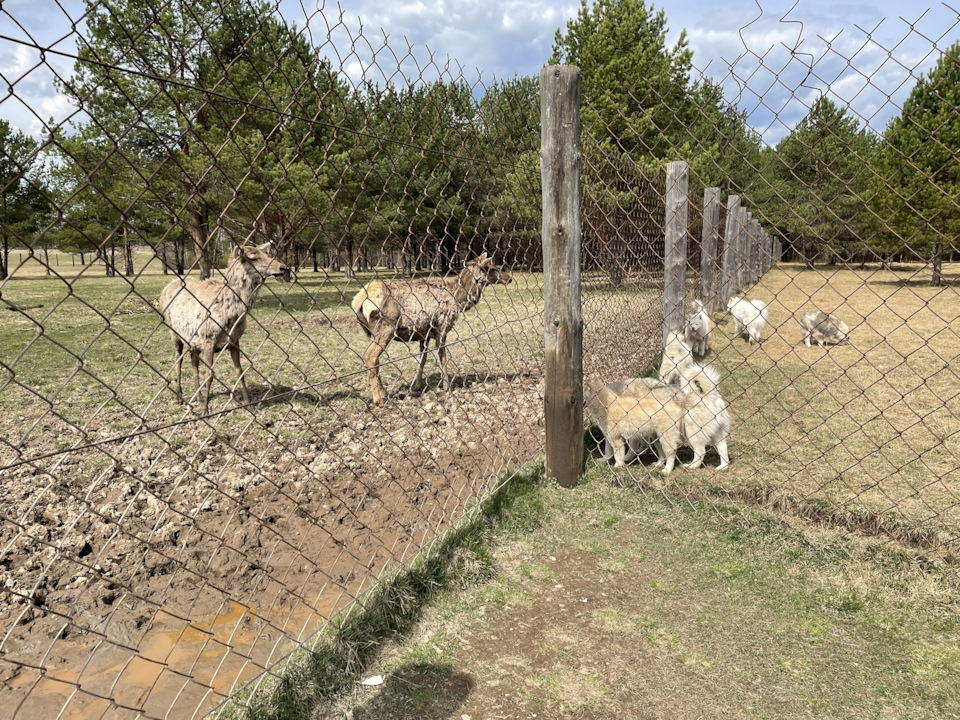 Фото в бортжурнале Toyota Land Cruiser 100