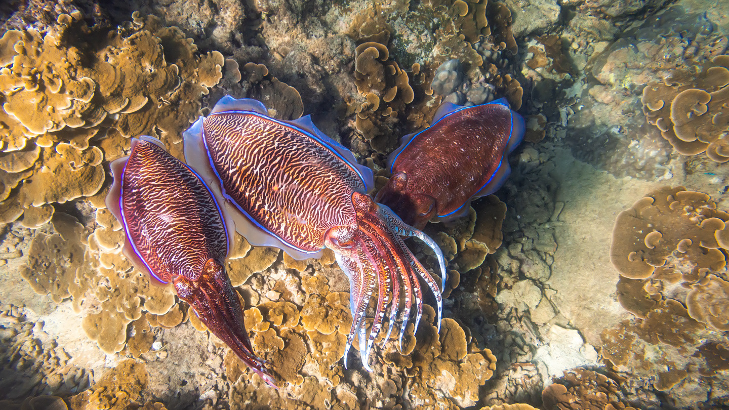 каракатица красное море