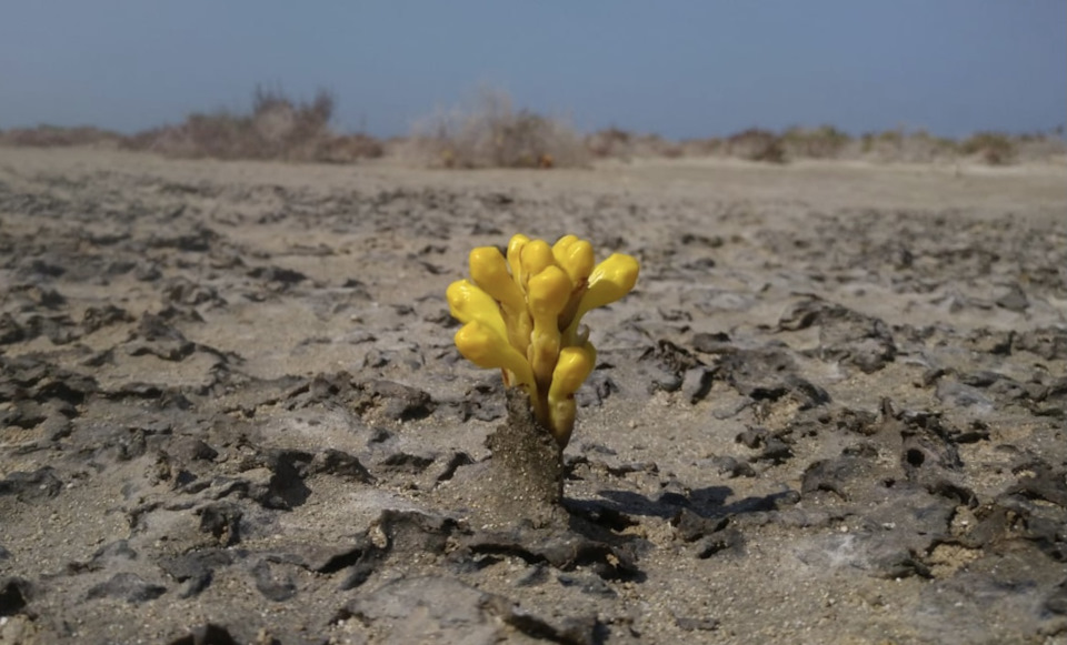 Есть ли жизнь на Марсе?.. — Сообщество «Фотоальбом Драйва: Мобилография ...