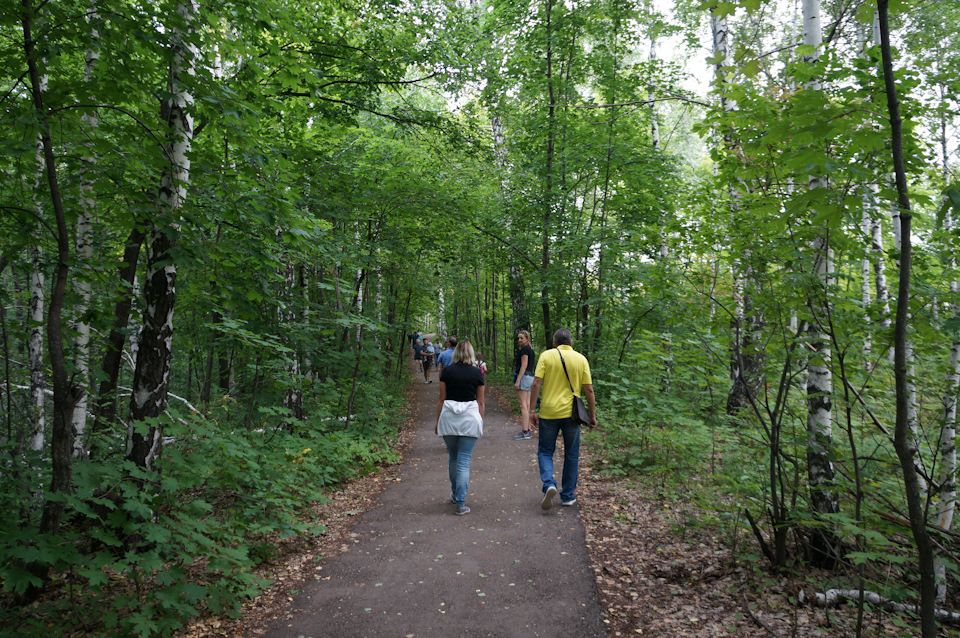 Вход и выход с горы по березовой роще — Honda Element