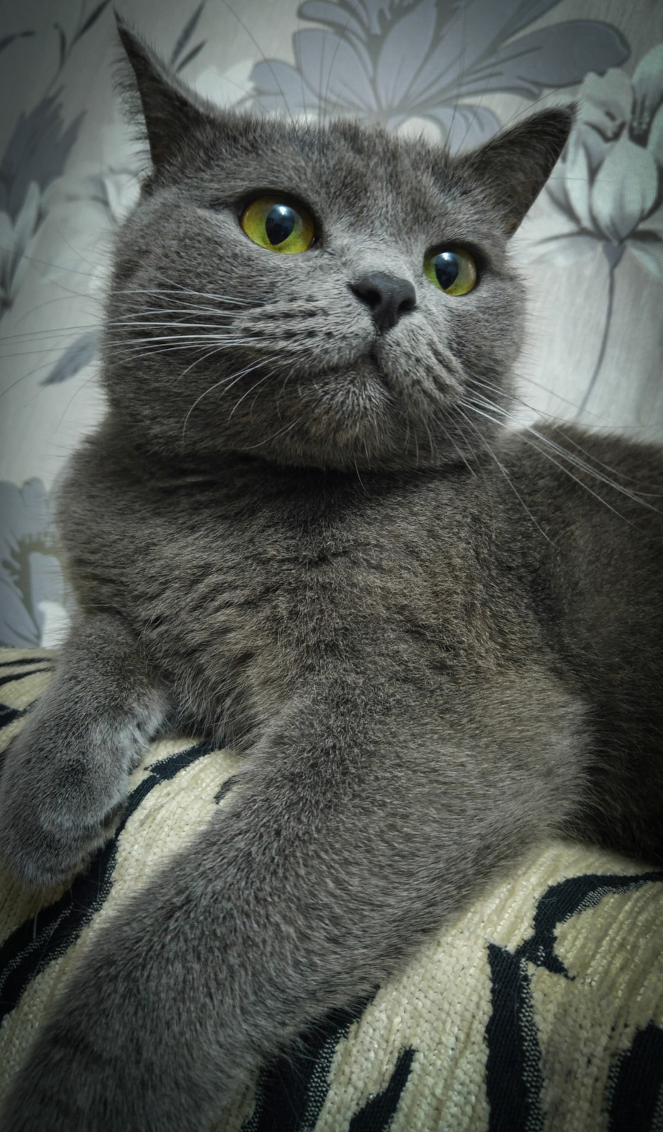 Котэ возмущен. — Hyundai Solaris (1G)