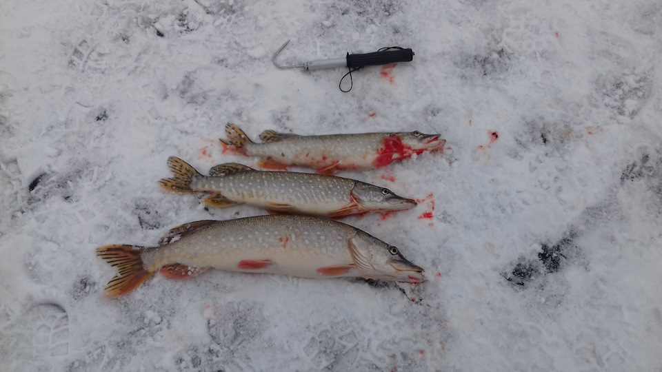 Фото щуки зимой на снегу - уловистые кадры для рыболовных фанатов