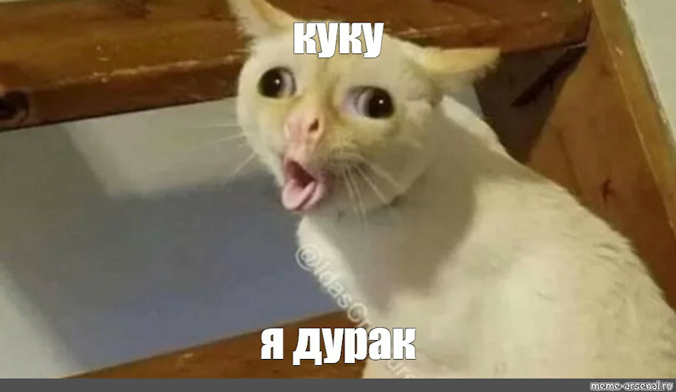 Мем говорящий кот