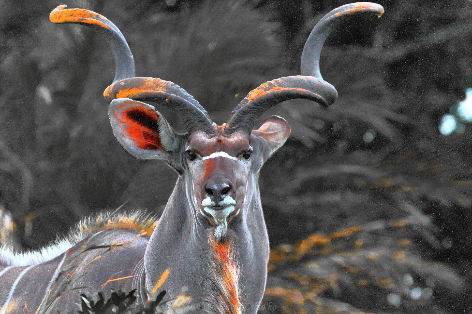 Антилопа южной африки 5. Грациозные животные. Большой куду. Большой куду фото. Лица антилопы фрики.