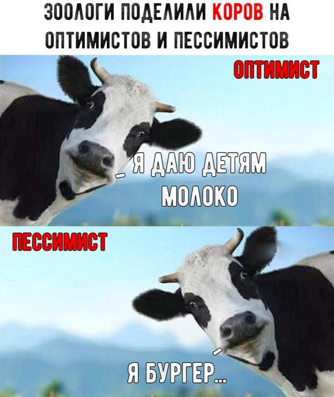 Мем с коровой. Корова Мем. Мемы с коровами.