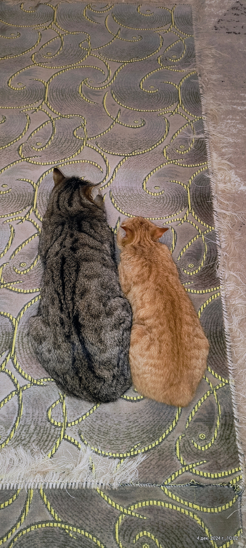 Всем котиков ) — Mercedes-Benz E-Class Estate (S211)